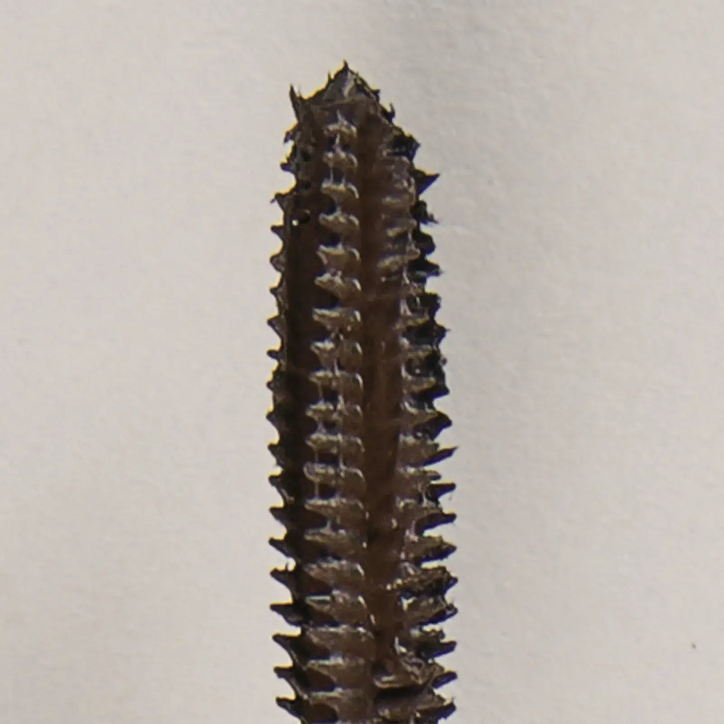 Infinilash Mascara