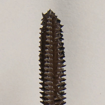 Infinilash Mascara